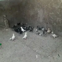 کبوتر