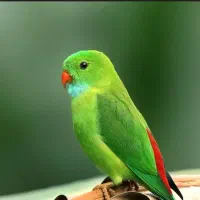واگذاری ،مرغ عشق،کوتوله برزیلی