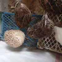 بلدرچین