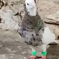 طوقی هفت رنگ نر