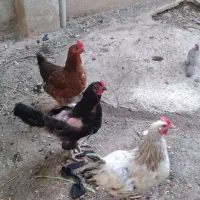 مرغ تخمگذار  ۳ عدد