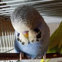مرغ عشق انگلیسی گرید A