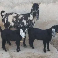 بز پاکستانی و میش بره دار