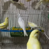 ۴۰ عدد قناری نرو ماده