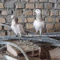 کبوتر