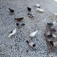 کبوتر|پرنده|اهرم, |دیوار