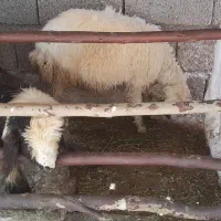فقط مشتری