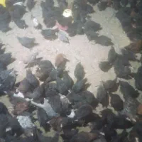 جوجه محلی