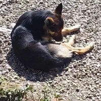 واگذاری سگ ژرمن ۲ سال نر