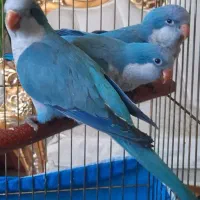 طوطی راهب