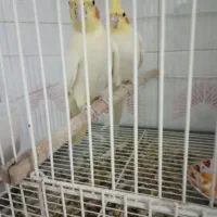 یه جفت عروس هلندی لوتینو مولد با تخم