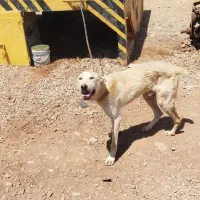 سگ نر