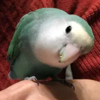 کوتوله عروس دستی اهلی