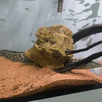 ماهی اسپاینی ایل ۵۰ سانت