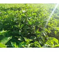 300کیلو نعناع درجه مخصوص خشک و عرق گیری