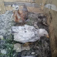 خروس ودو عدد جوجه