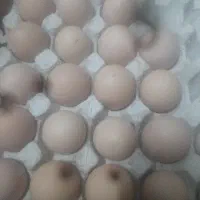 تخم مرغ برهما نطفه دار