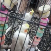 عروس هلندی لوتینو