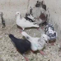 کبوتر پلاکی