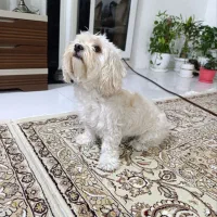 سگ خانگی