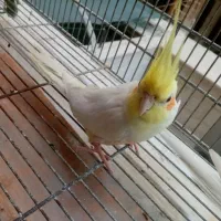 عروس هلندی نر مولد