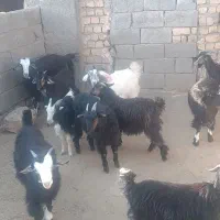 بزغاله