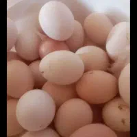 جوجه و تخم بلدرچین