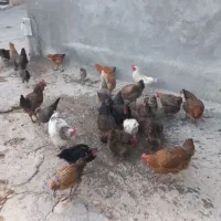 بچ خروس