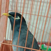 پرنده مینا سخنگو