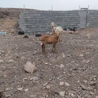 میش افغانی بابره ماده