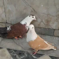 کفتر رنگه ضمانتی