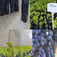 حراج نهال انگور