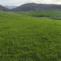 یک قطعه ۲۰۰متری زمین مسکونی شهرستان چگنی  حسیوند