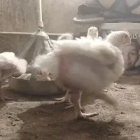 جوجه گوشتی نژاد راس ۳۰۸
