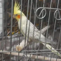 طوطی عروس هلندی  طاووسی