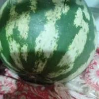هندوانه وازد درجه یک