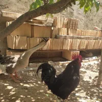 حیوانات خانگی خروس وقوغاز