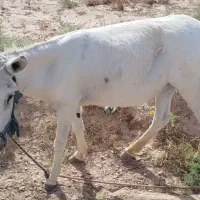 الاغ ماده