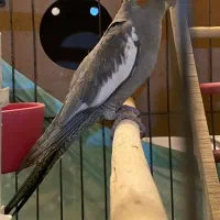 جوجه عروس هلندی