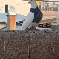 کفتر سرور