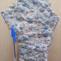 تندیس فسیلی.