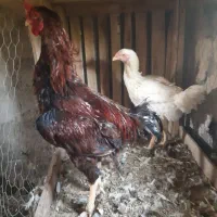 مرغ و خروس