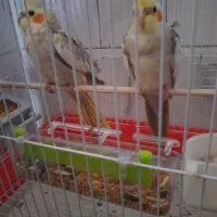 طوطی عروس