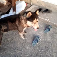 سگ هاسکی|سگ|مشهد, امیرآباد|دیوار