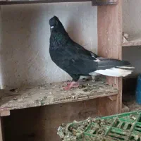 ماده اشعل سیاه  شوش دانیال