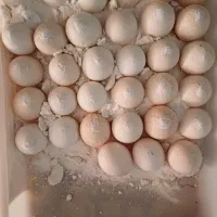 تخم بوقلمون