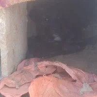 سگ میکس قدر جونی جفت