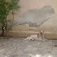 سگ پاکوتا