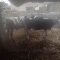 گوساله سیمنتال و هولشتاین اماده پروار