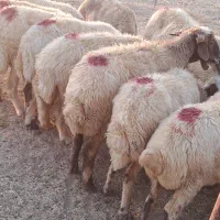 گوسفند داشتی